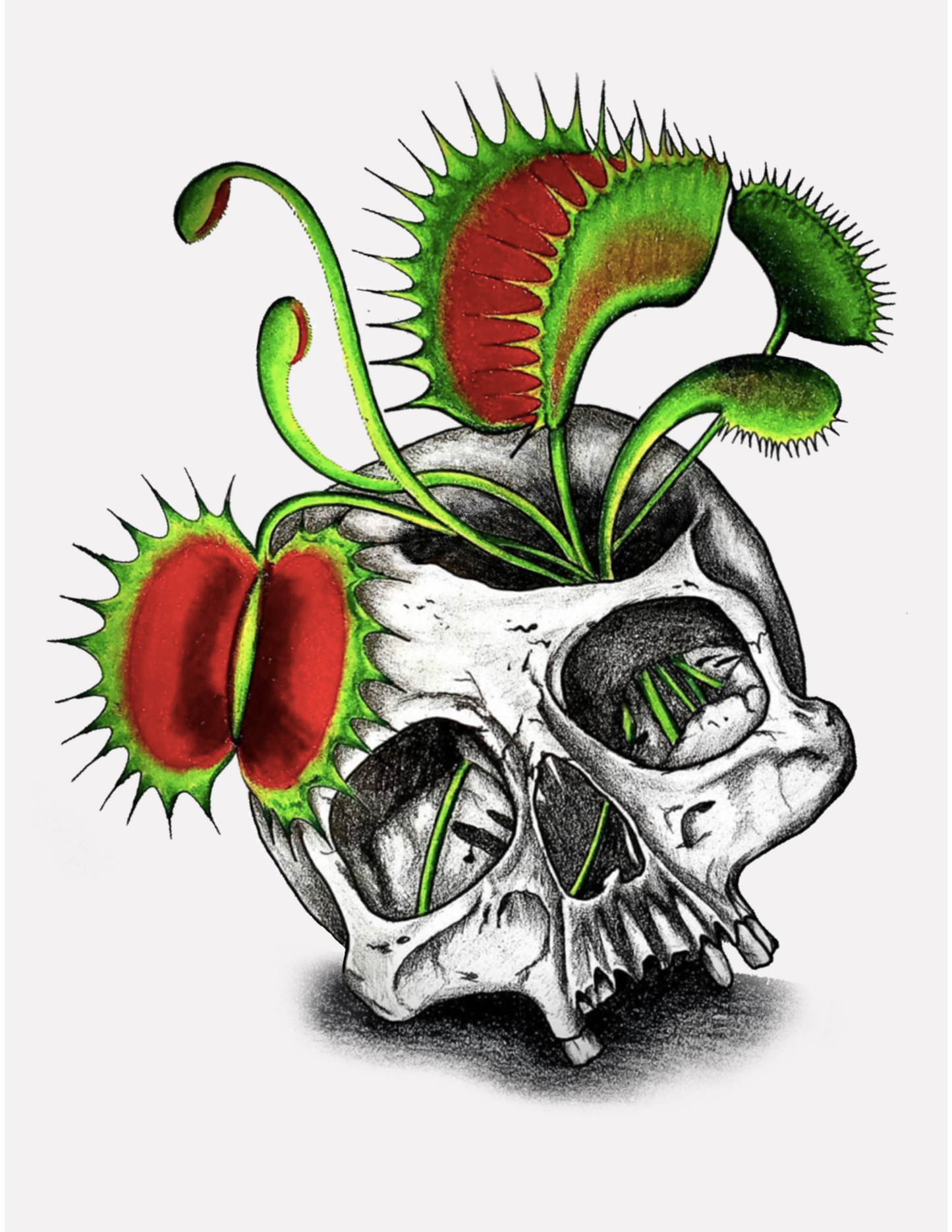 Skull with carnivorous plants on a white background