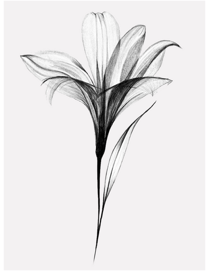 Black and white line drawing of a flower on a white background